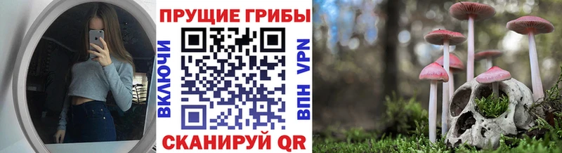 Галлюциногенные грибы Psilocybe  Новочебоксарск 